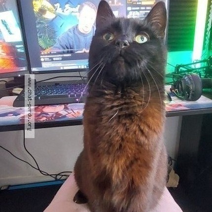 Photo 3/3 Raya Chat perdu à Aire sur l adour