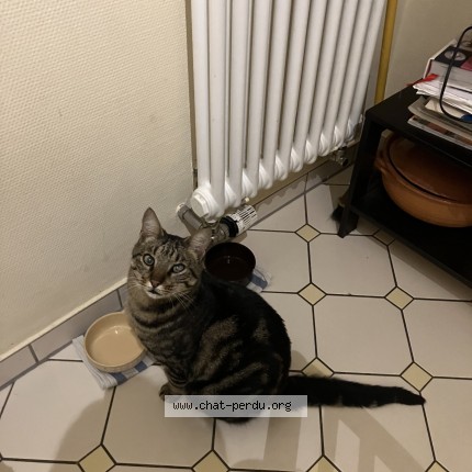 Photo 1/1 Chat retrouvé Perdu à Luxembourg