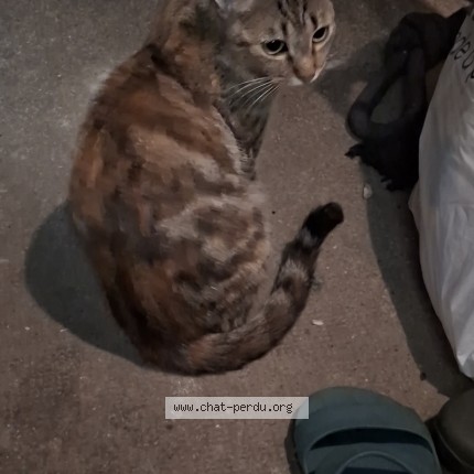 Photo 1/1 Chat trouvé Trouvé à Chateauroux