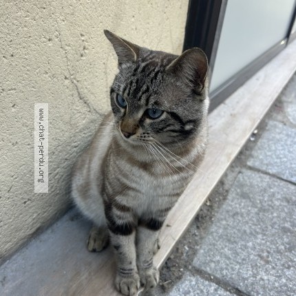 Photo 1/1 Chat trouvé Trouvé à Paris