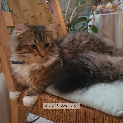 Photo 1/3 Islo Chat perdu à Reugny