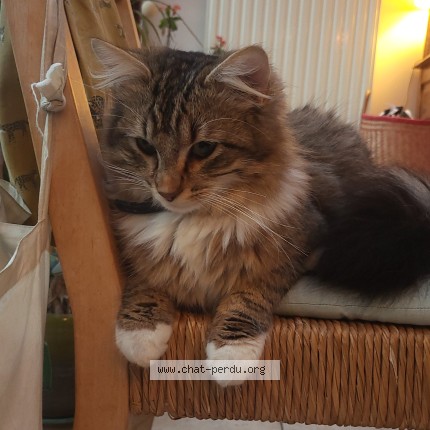 Photo 2/3 Islo Chat perdu à Reugny