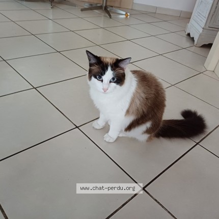 Photo 1/1 millie Chat perdu à Nantes