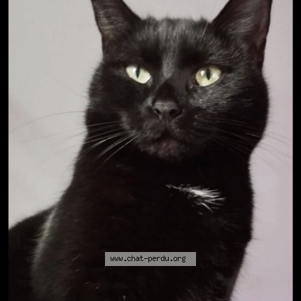 Photo de chat perdu à Bienvillers Au Bois