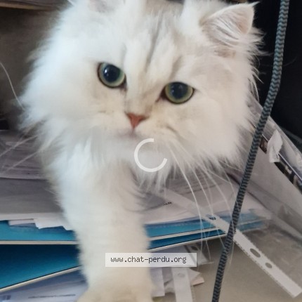 Photo 1/1 Minou Chat perdu à Wasquehal