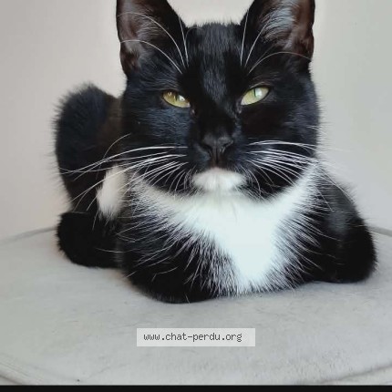 Photo de chat perdu à Verviers