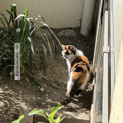 Photo 1/1 Chat trouvé Trouvé à Montreuil