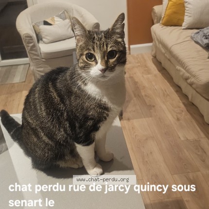Photo de chat perdu à Quincy Sous Senart