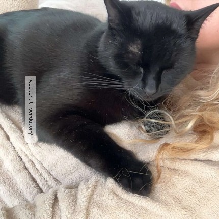 Photo 1/1 Gipsy Chat perdu à Saint pierre benouville