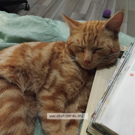 Photo de chat perdu à Auterive