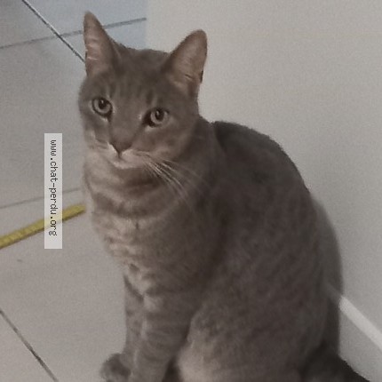 Photo 1/1 Floflo Chat perdu à Aubagne