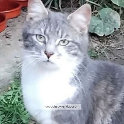 Photo 1/1 Paillette Chat perdu à Linselles