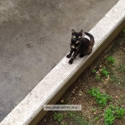 Photo 1/1 Chat trouvé Trouvé à Trelaze