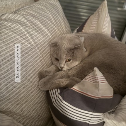 Photo 2/2 SATINE Chat perdu à Perols