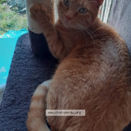 Photo 1/1 Callof surnom zouzou Chat perdu à Thumeries