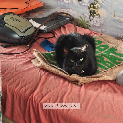 Photo 1/1 noirette Chat perdu à Togny aux boeufs