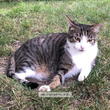 Photo de chat perdu à Eybens