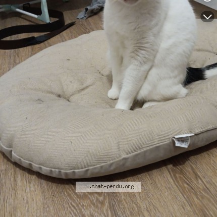 Photo 1/1 Micro Mimi Chat perdu à Bercheres saint germain