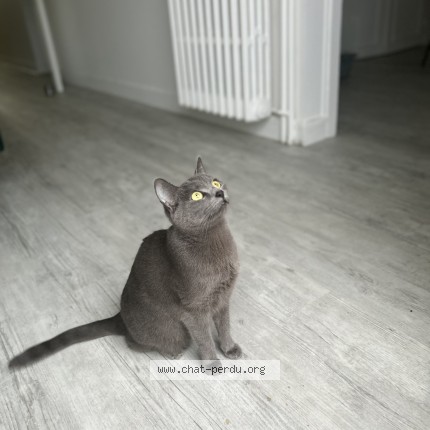 Photo 1/1 petit chat Chat perdu à Rouen