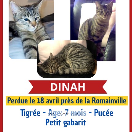 Photo 1/1 dinah Chat perdu à Sartrouville