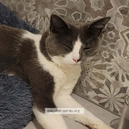 Photo 1/1 sushi Chat perdu à Cailloux sur fontaines