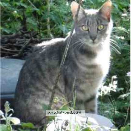 Photo 1/1 Pilchette Chat perdu à Rennes