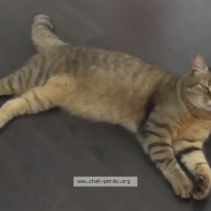 Photo 1/1 caline Chat perdu à Fontaine le dun