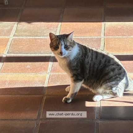 Photo 1/1 Jean neige Chat perdu à La ricamarie