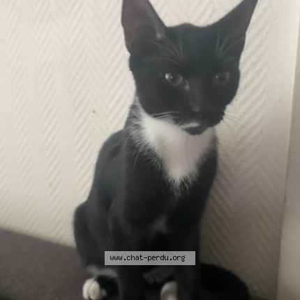 Photo de chat perdu à Bruxelles