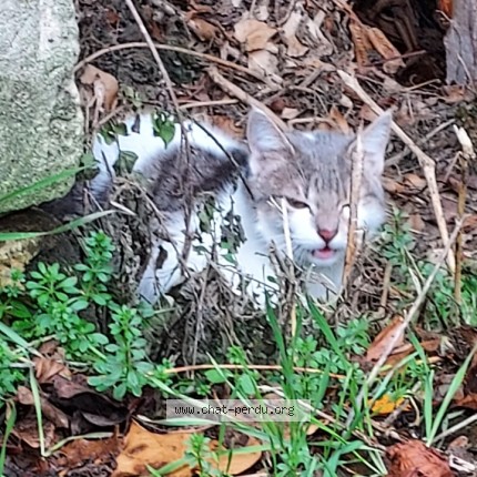 Photo 1/1 Sirius Chat perdu à Villecresnes