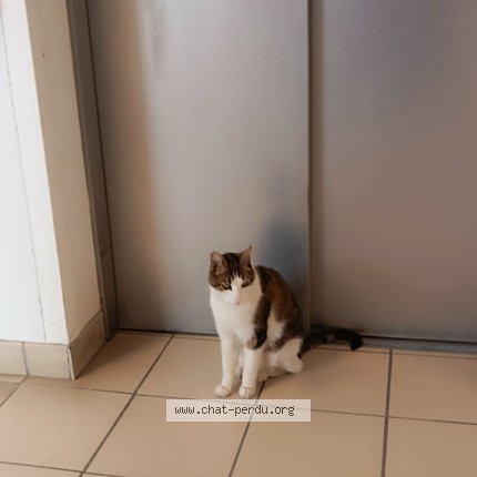 Photo de chat trouvé à Ivry Sur Seine