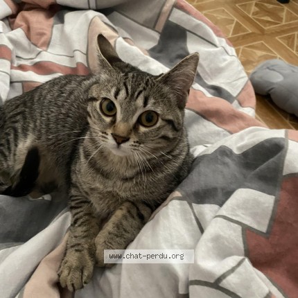 Photo 1/1 Momo Chat perdu à Villiers le bel