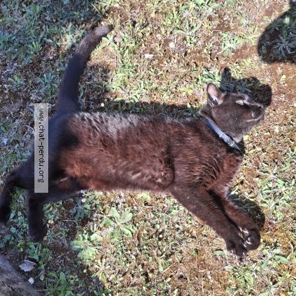 Photo de chat trouvé à Sadirac