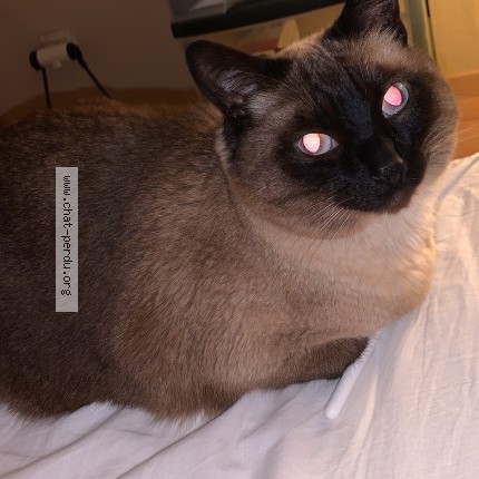 Photo de chat perdu à Saint Josse Ten Noode