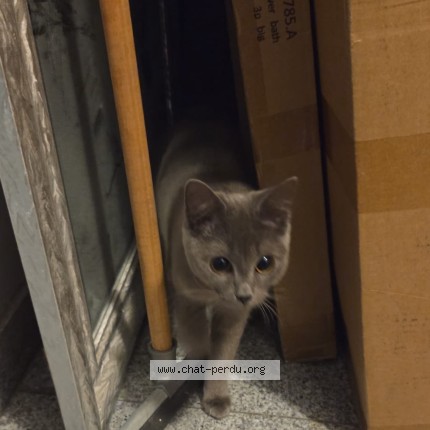 Photo de chat trouvé à Evere