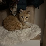 Tito