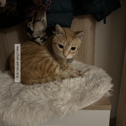 Photo 1/1 Tito Chat perdu à Plan les ouatz