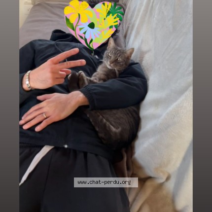 Photo 1/1 Angel Chat perdu à Montboucher