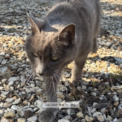 Photo 1/1 Chat trouvé Trouvé à La rochette