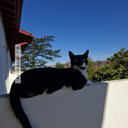 Photo 1/1 ping Chat perdu à Saint jean de luz