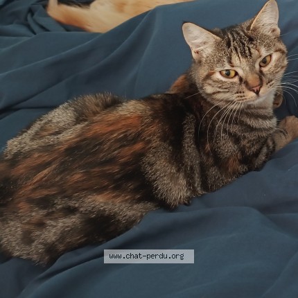 Photo 1/1 Hera Chat perdu à Germigny l eveque