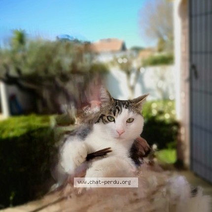 Photo 1/1 Marcus Chat perdu à Beaucaire