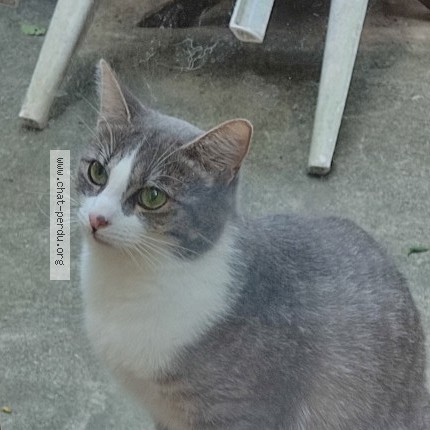 Photo 1/1 Louise appelée plutôt Minette Chat perdu à Besancon