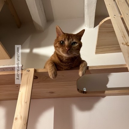 Photo 1/1 Bébou - Dustin Chat perdu à Hasparren