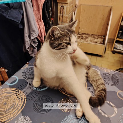 Photo 1/1 Austin Chat perdu à Martigne ferchaud