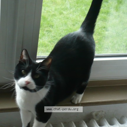 Photo 1/1 Hercule Chat perdu à Bethune