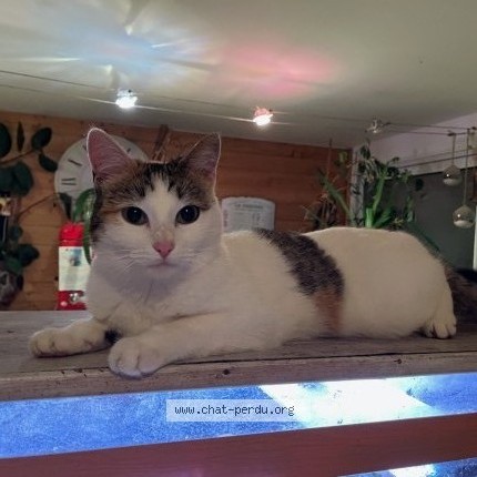 Photo 1/1 Yokoe Chat perdu à Villebarou