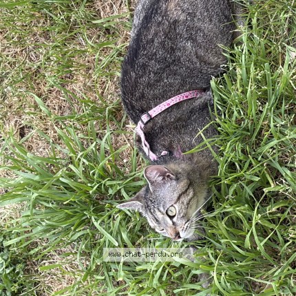 Photo 1/1 athena Chat perdu à Le mans