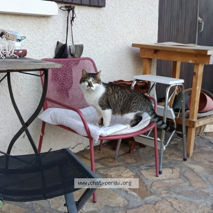 Photo de chat trouvé à Morcenx La Nouvelle