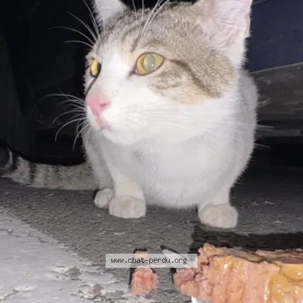 Photo 2/2 Chat trouvé Trouvé à Terrasson la villedieu